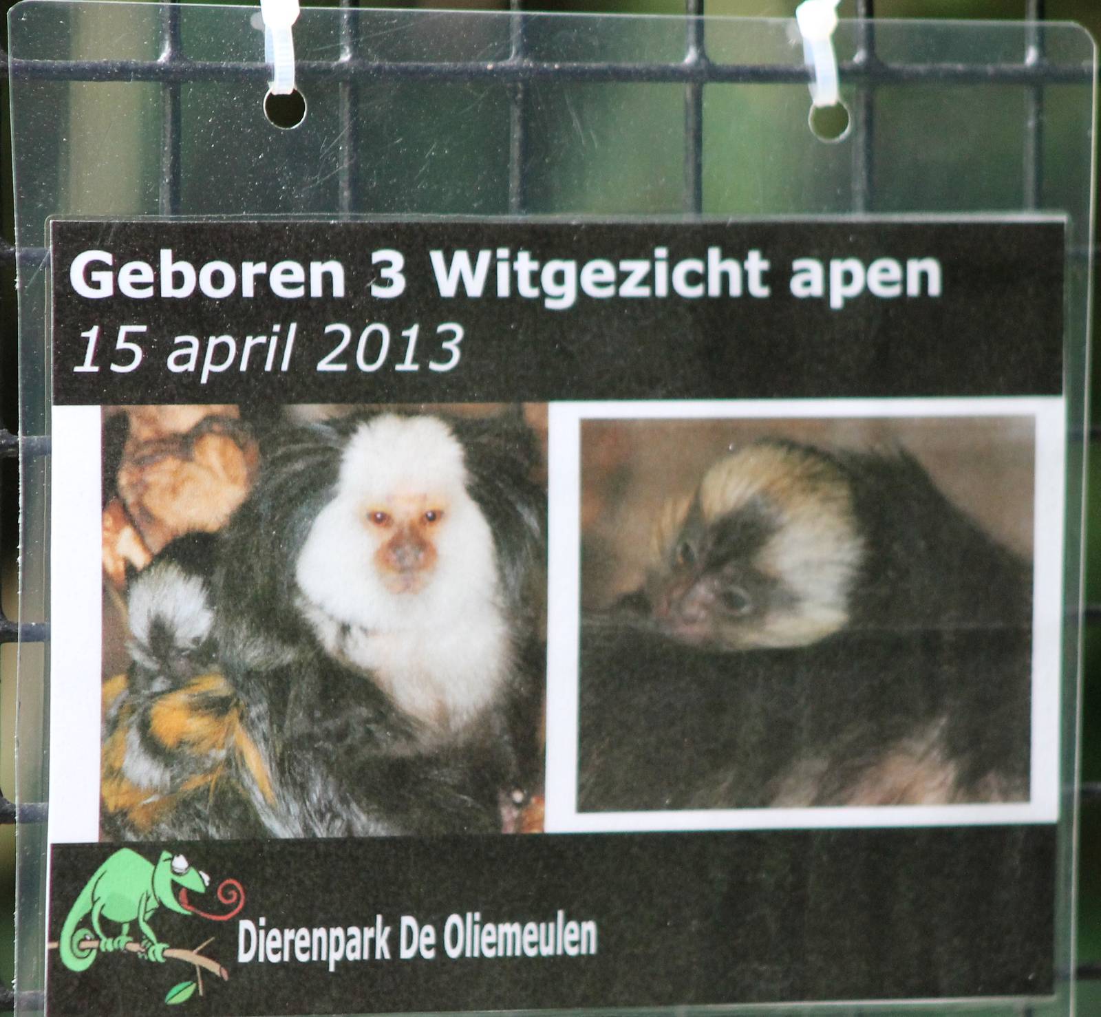 Birth-sign White-fronted marmoset