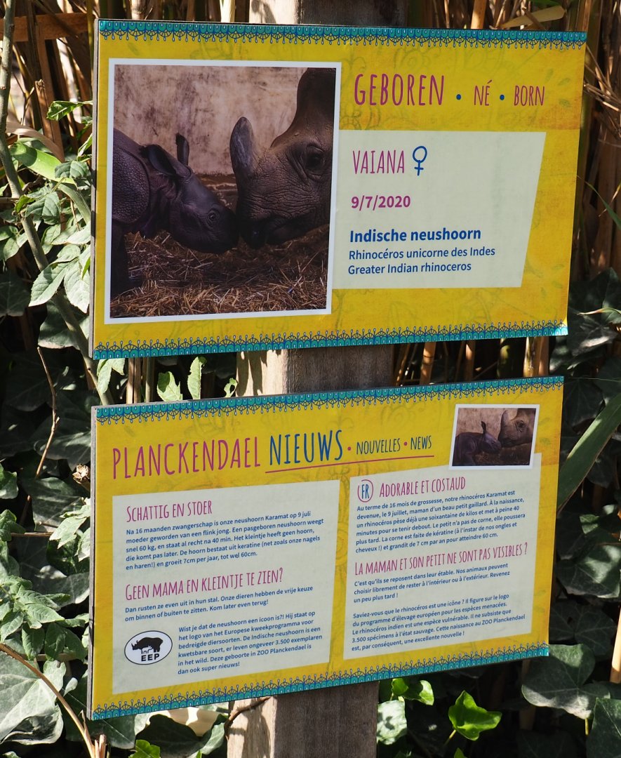 Birth signage Indian rhinoceros Vaiana, 2020-08-15