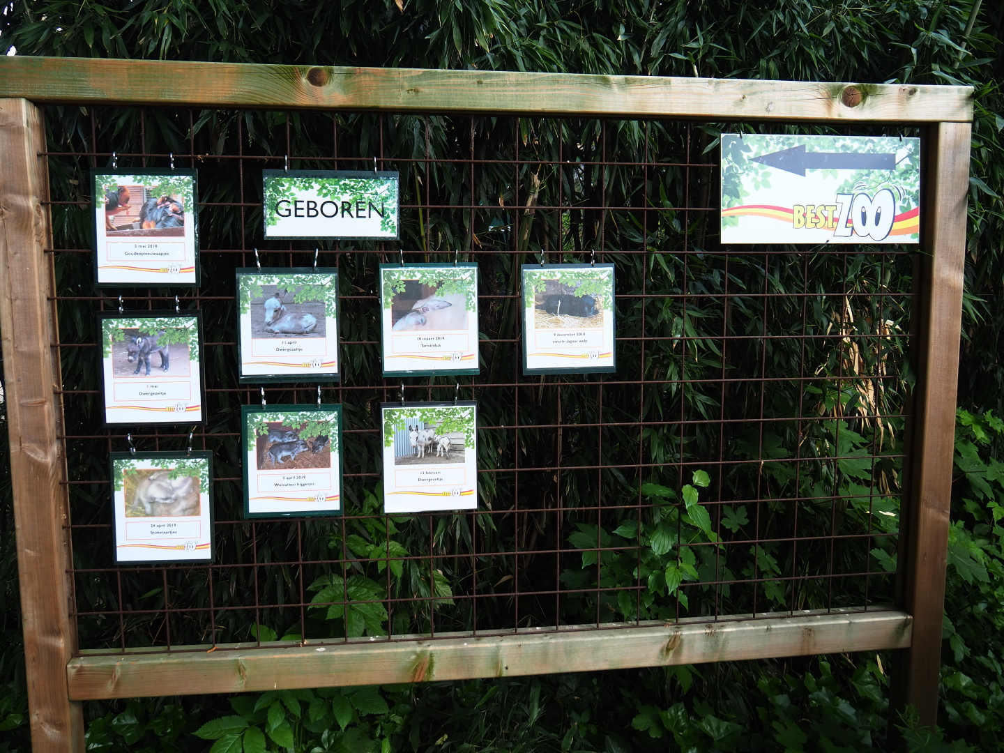 Birth signs, 2019-05-25