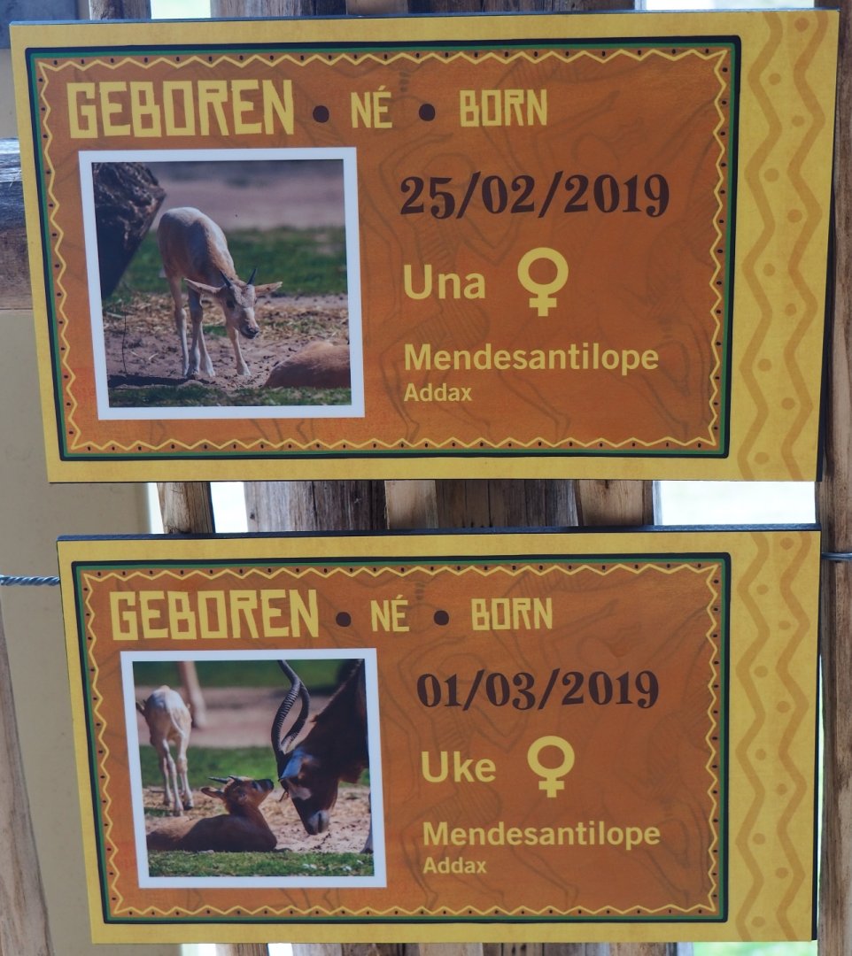 Birth signs Addax, 2019-06-26