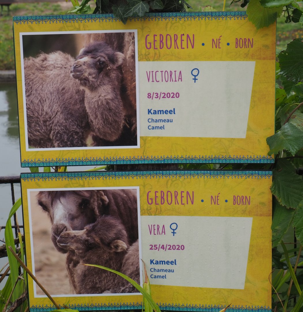 Birth signs Bactrian camels, 2020-07-14