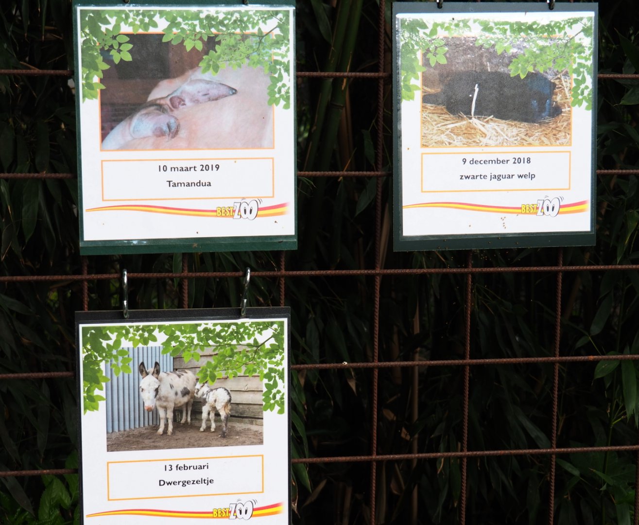 Birth signs tamandua, jaguar and donkey, 2019-05-25