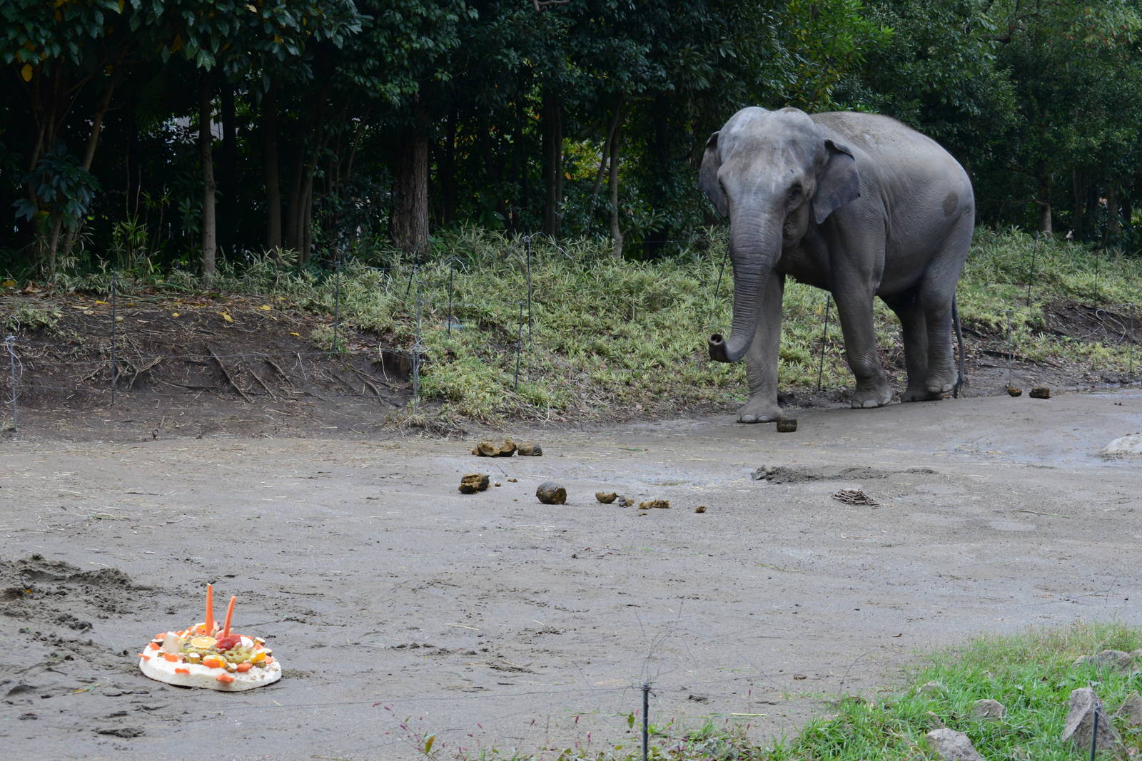 Birthday cake for Shree 2