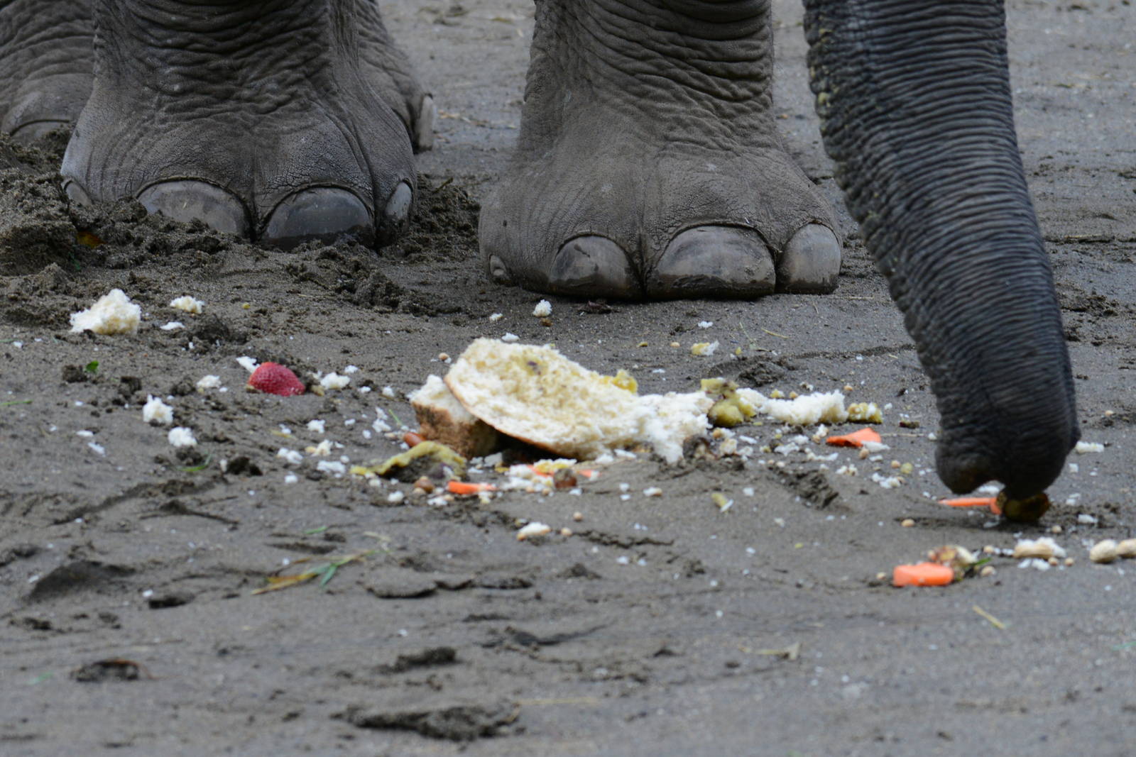 Birthday cake for Shree 3