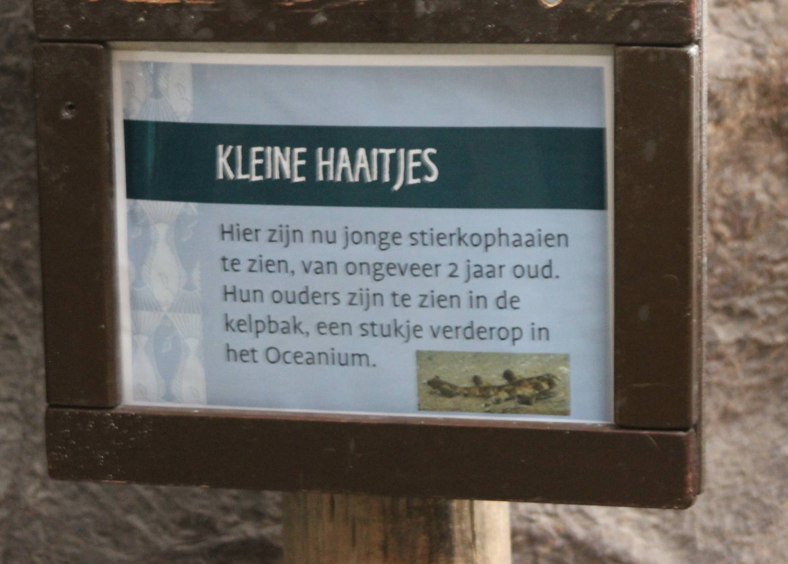 Birthsign  Horn shark