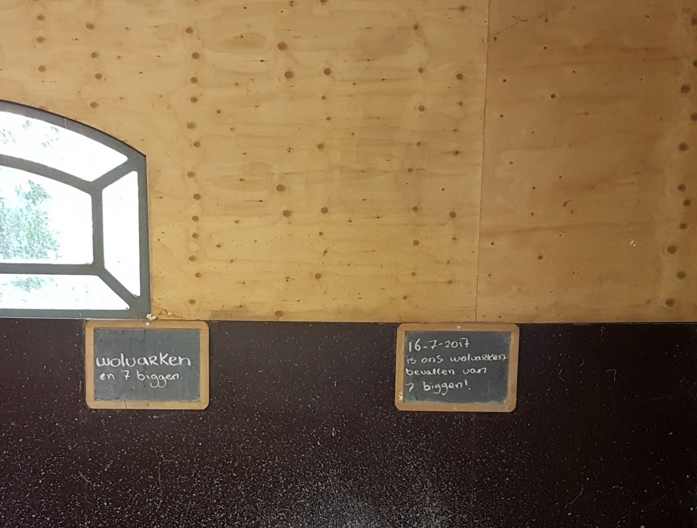 Birthsigns Woolly pig