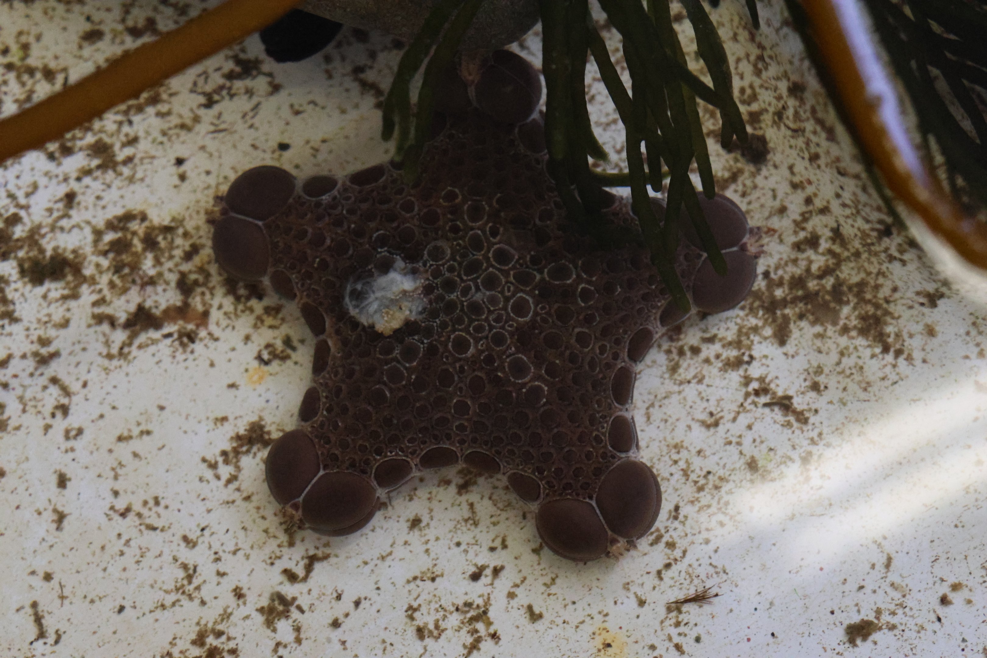 Biscuit Star, open day at VUW Coastal Ecology Laboratory (Island Bay, Wellington)