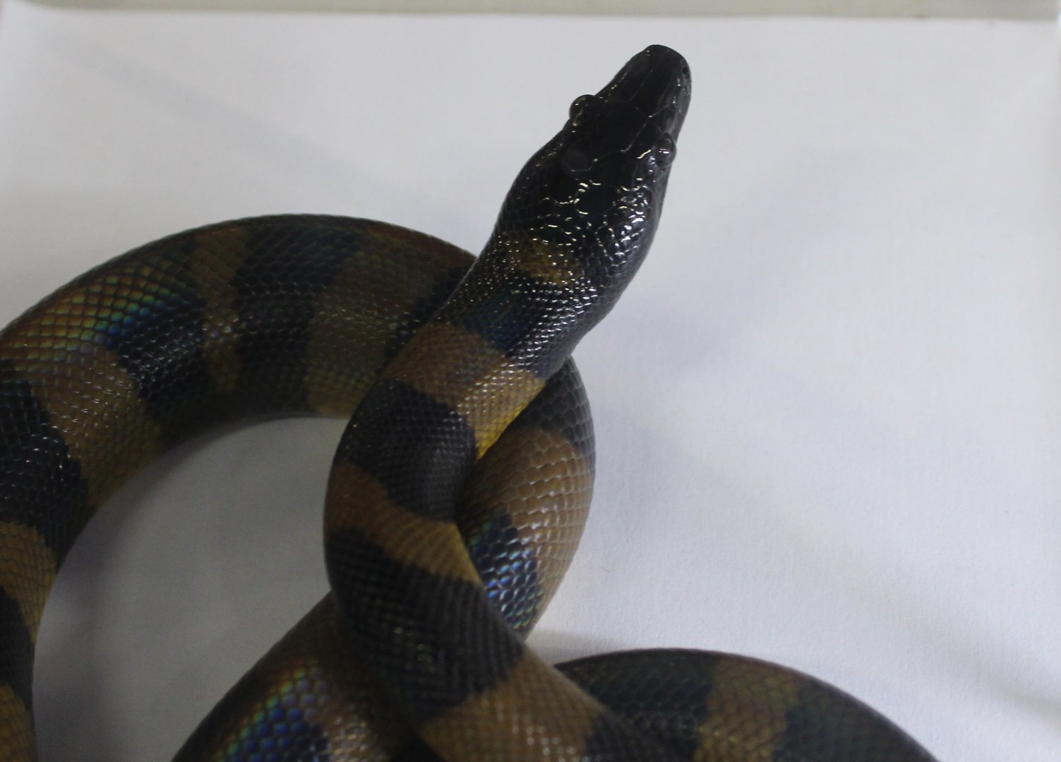Bismarck ringed python - Botrochilus boa