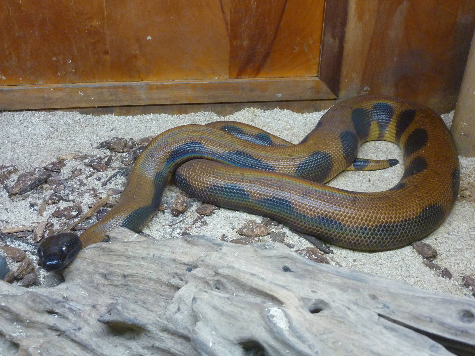 Bismarck Ringed Python