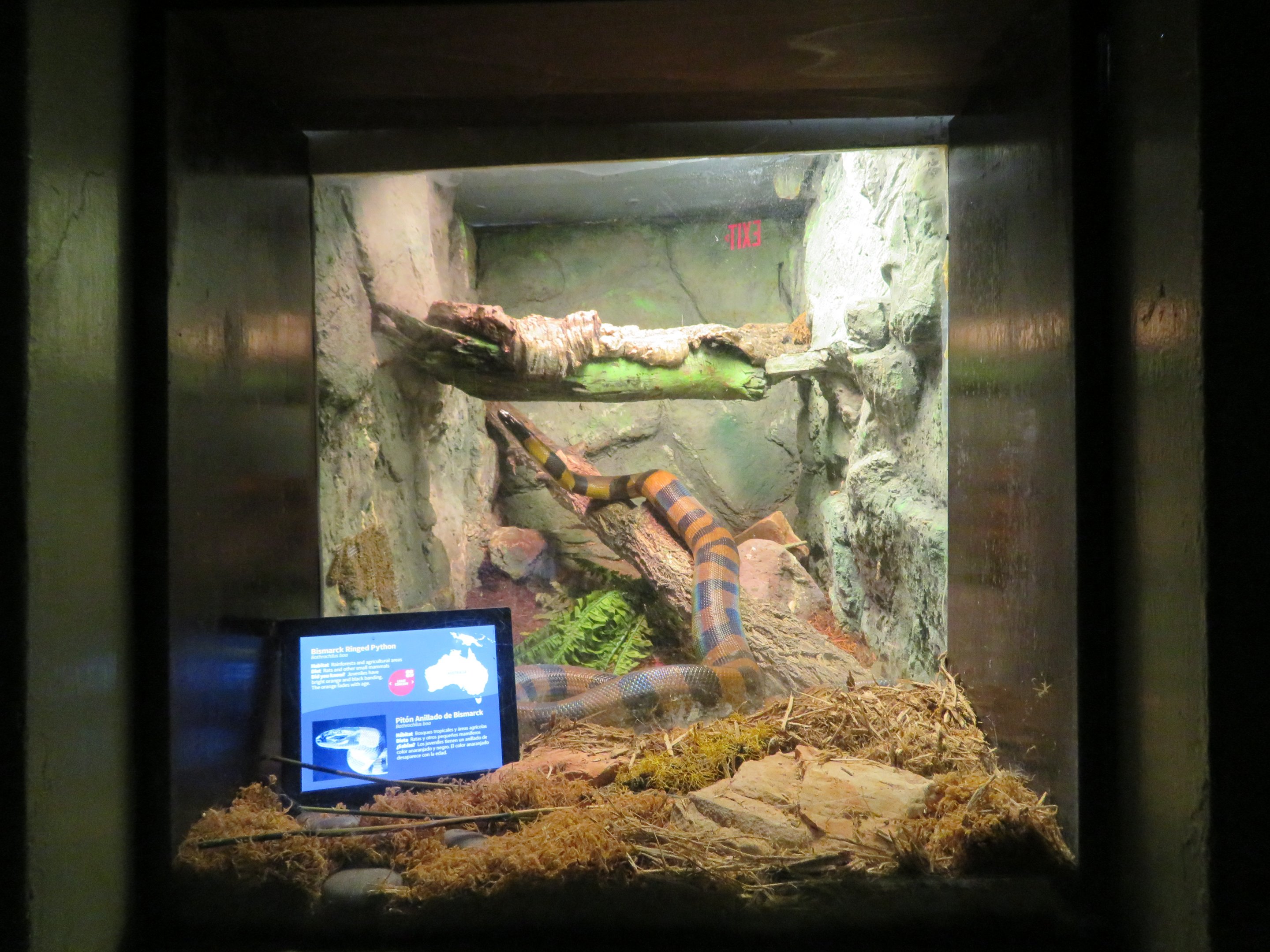 Bismarck Ringed Python