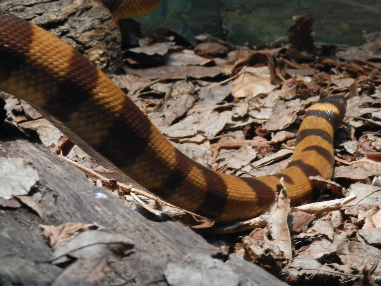 Bismark Ringed Python