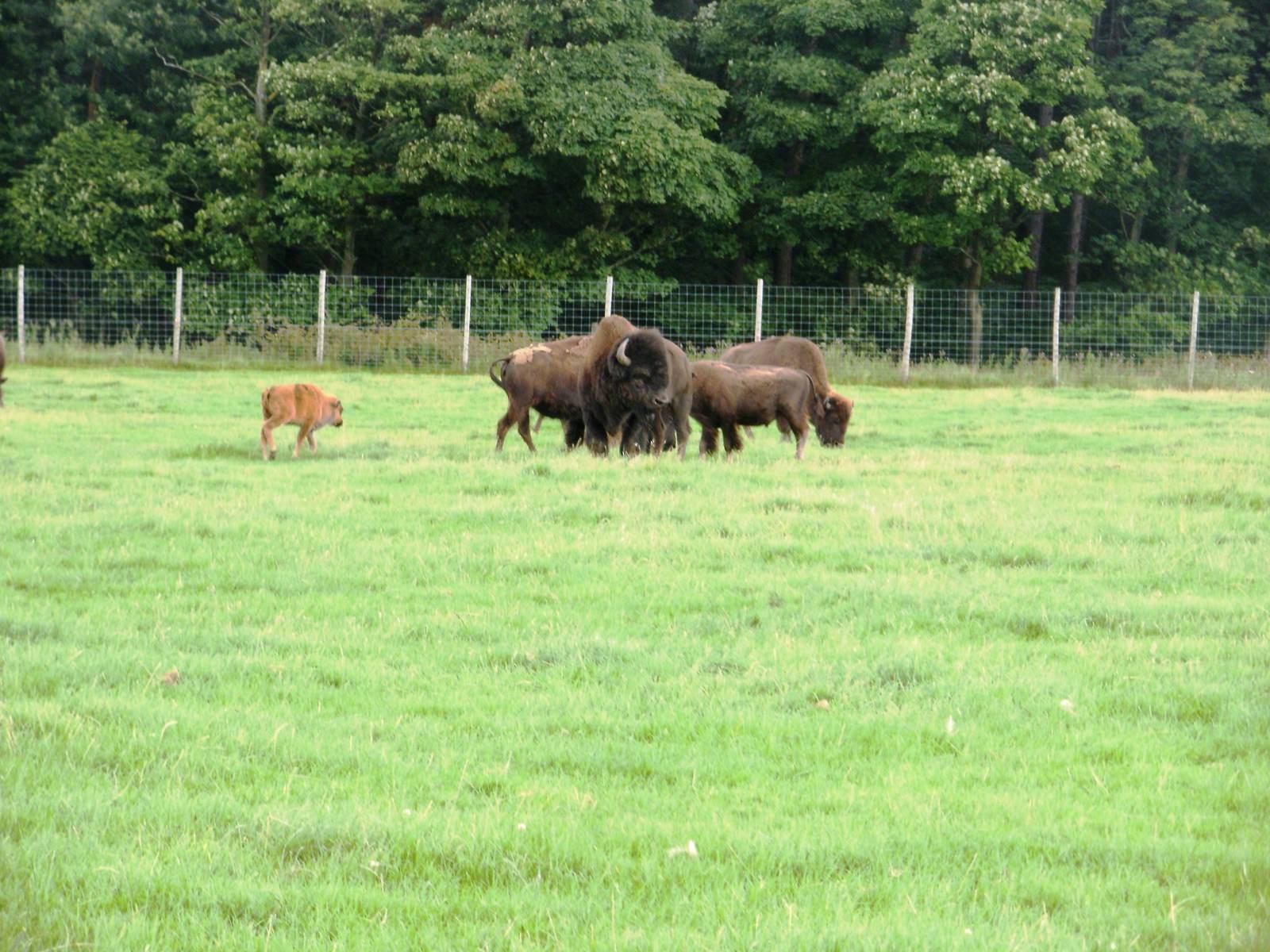 Bison - 07.08.2010