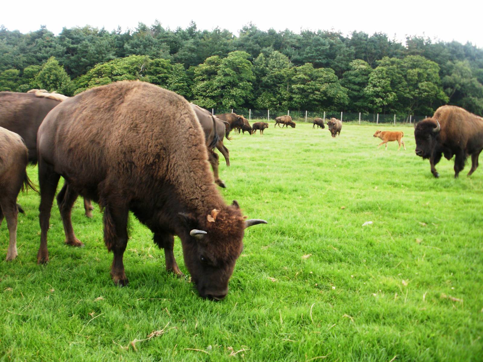 Bison - 07.08.2010