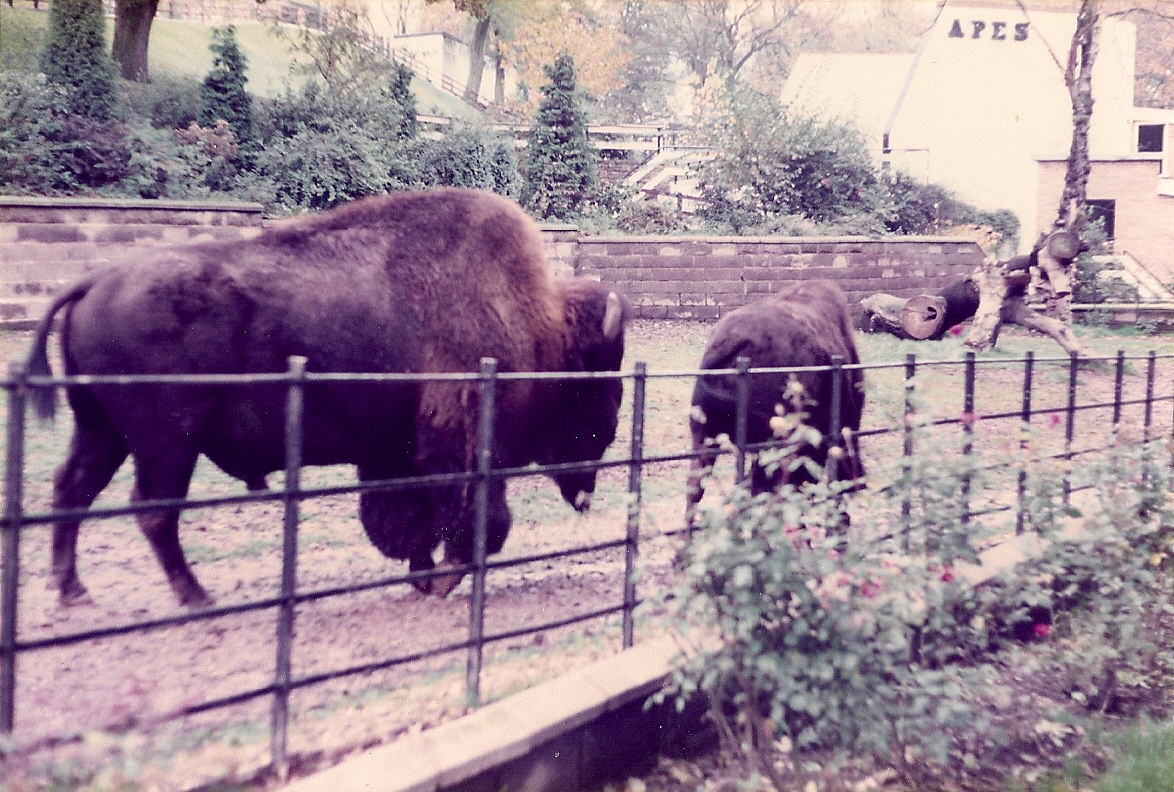 BISON 1980'S