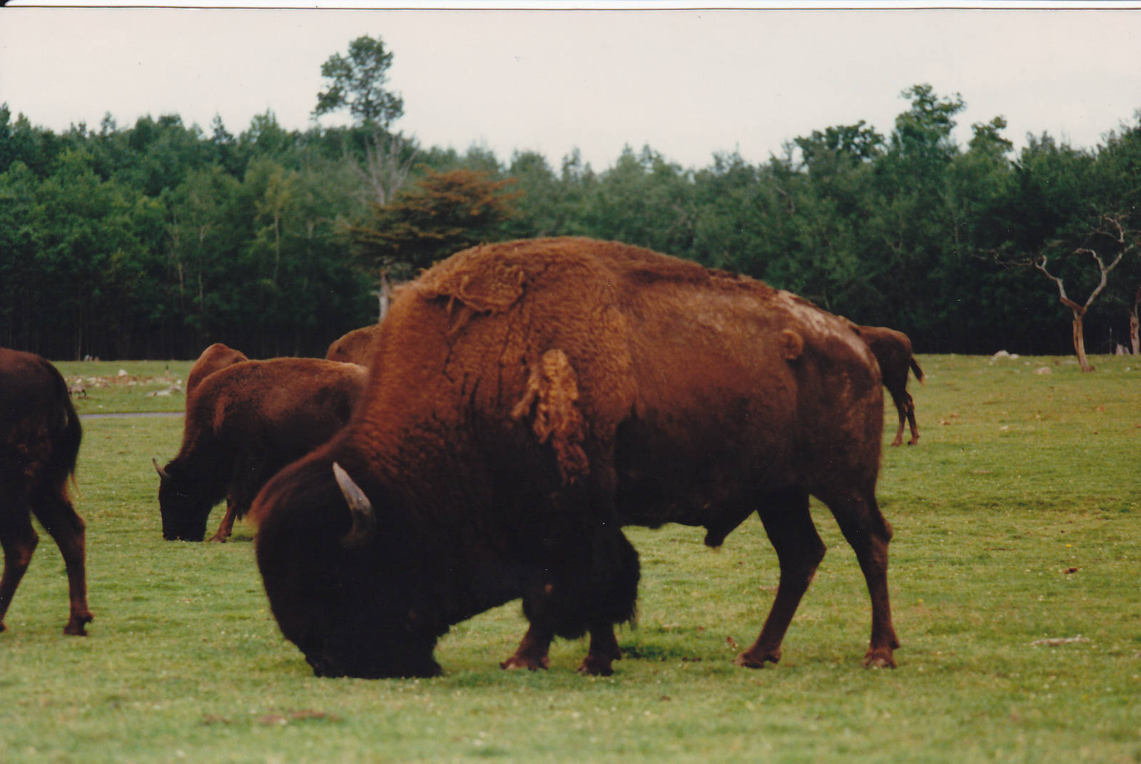 Bison 1988