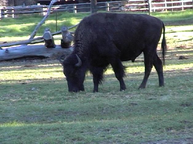Bison (2004)
