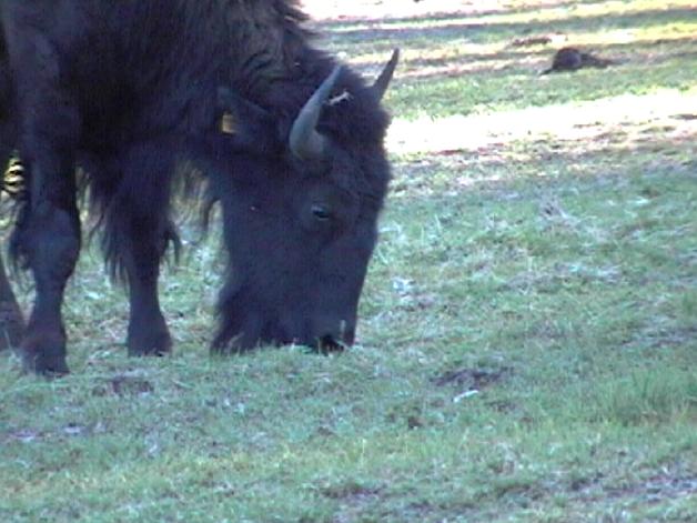 Bison (2004)