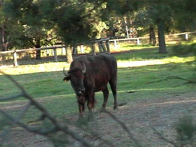 Bison (2004)