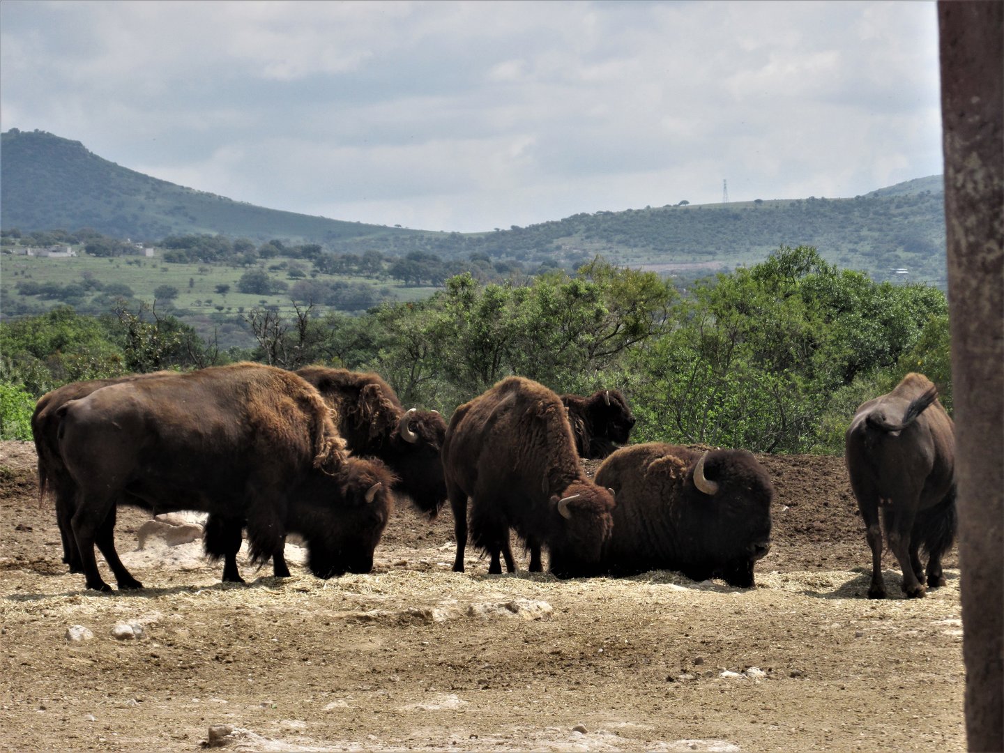 BISON AFRICAM SAFARI