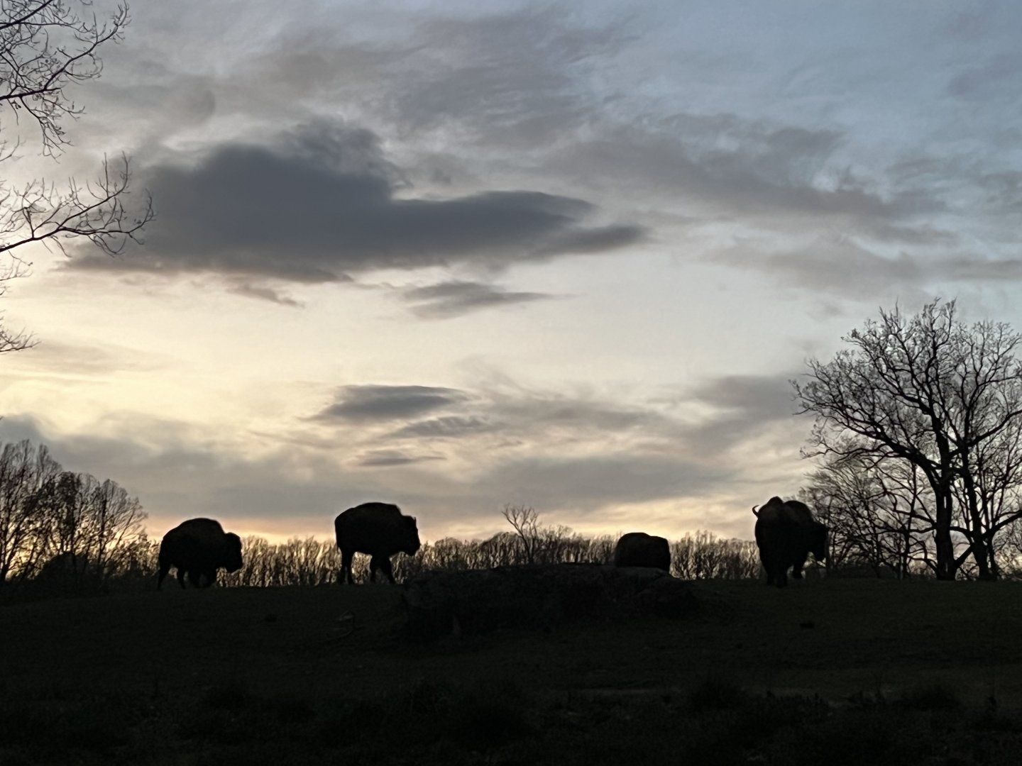 Bison against the sunset