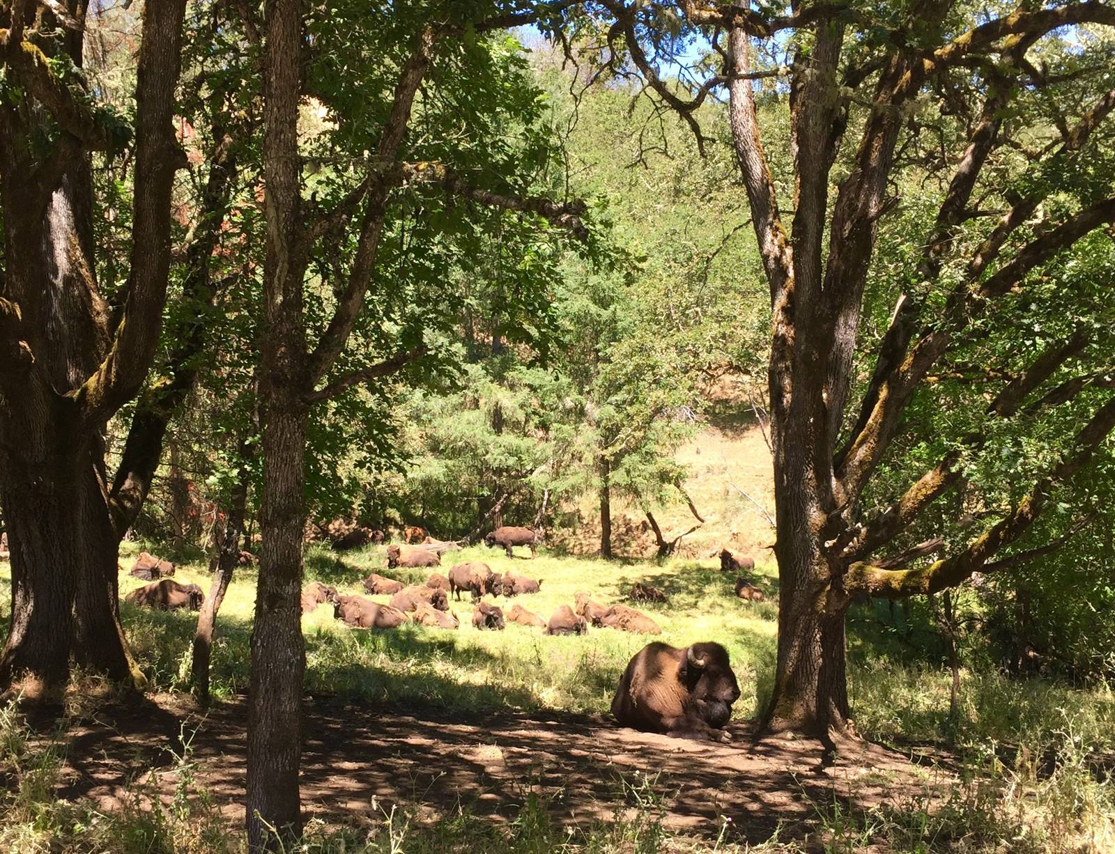 Bison - Americas Section
