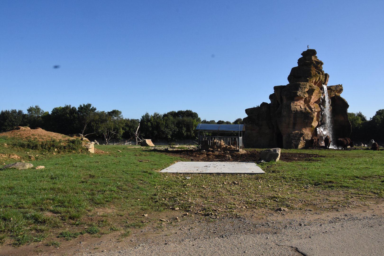 Bison and American Black Bear enclosure