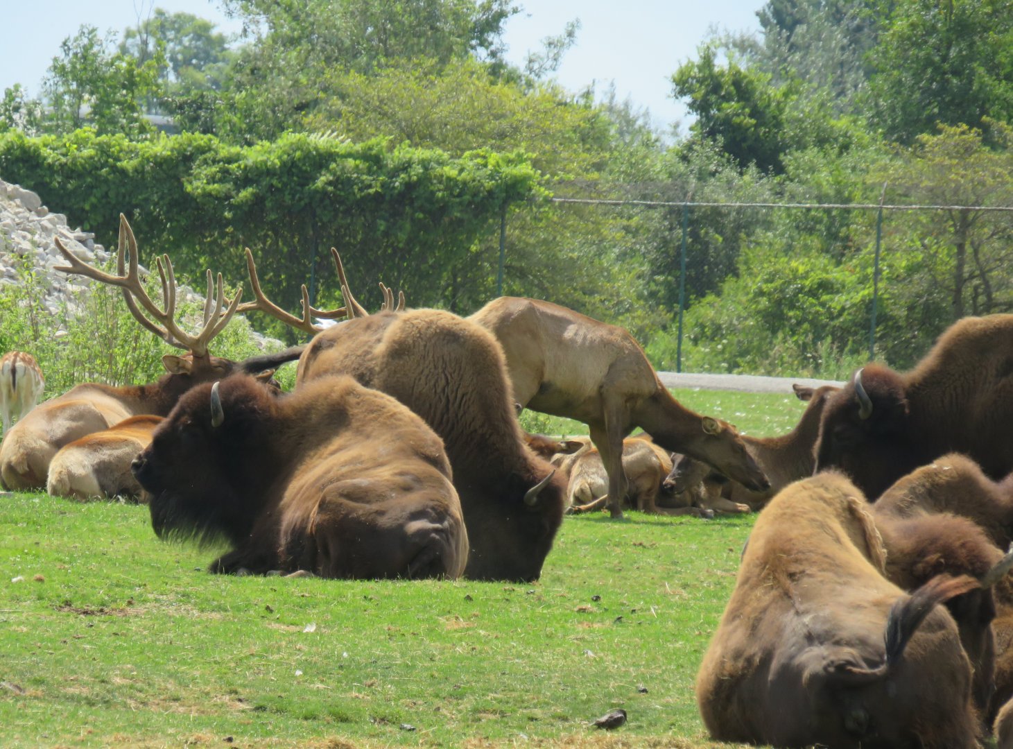Bison and American elk