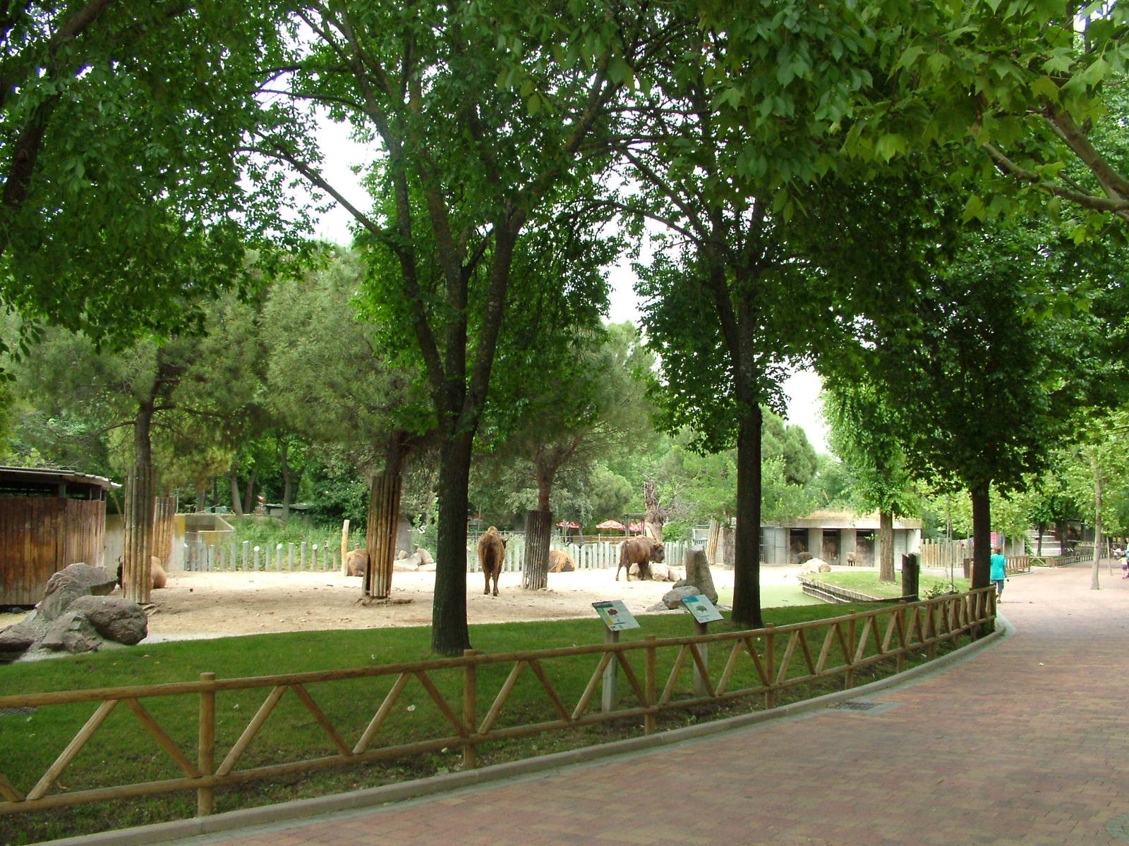 Bison and Boar Exhibit at Madrid Zoo Aquarium, 26/05/11