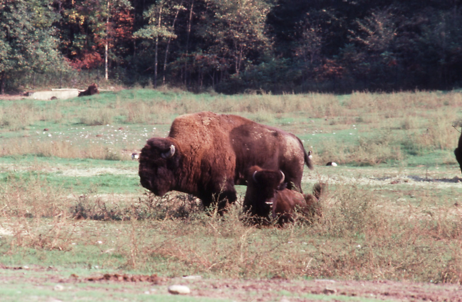 Bison and Calf - 1987