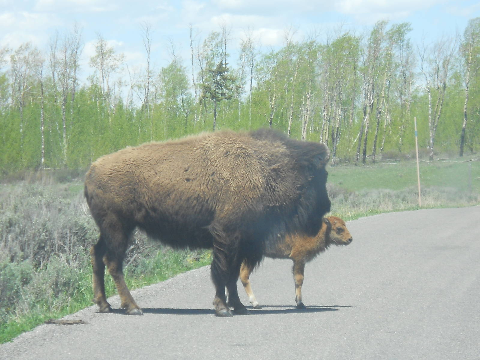 Bison and calf in Grant Teton National Park