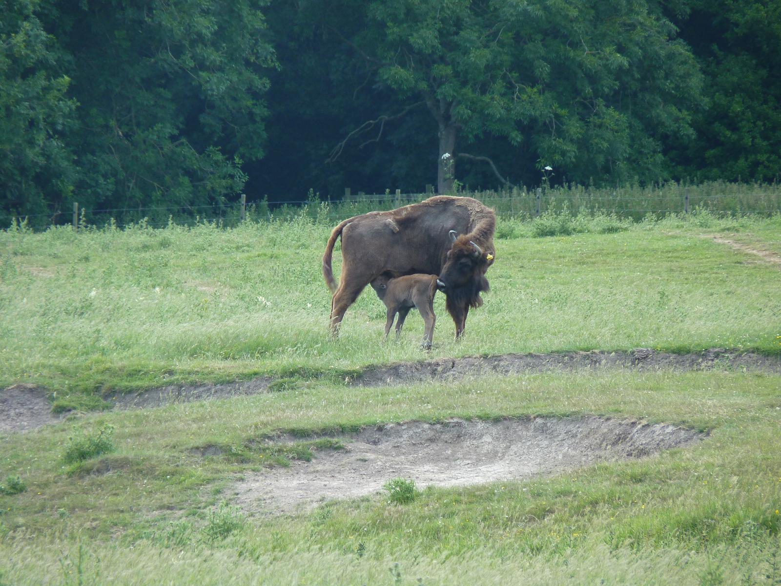 Bison and Calf