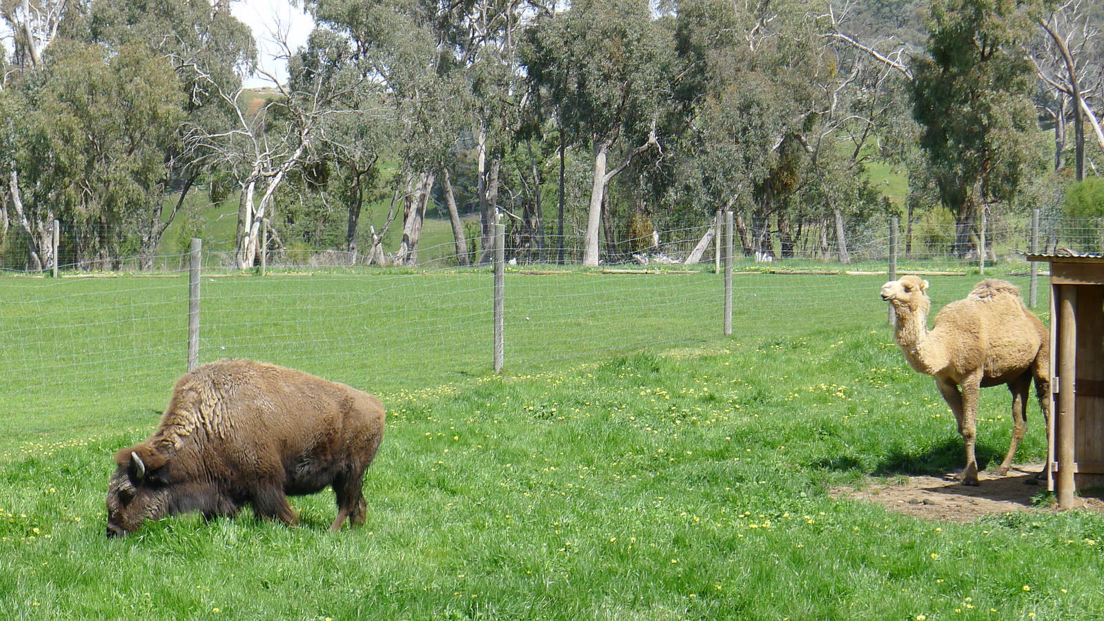 Bison and Camel