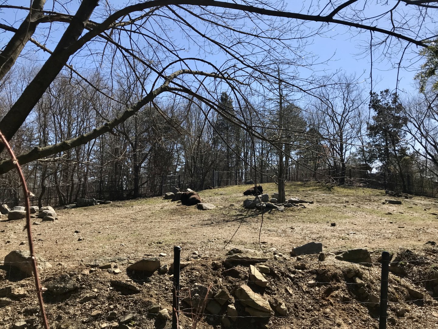 Bison and Deer Exhibit