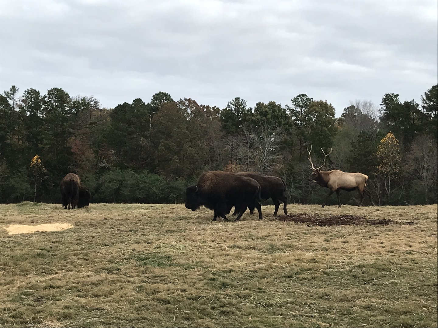 Bison and Elk at Prairie