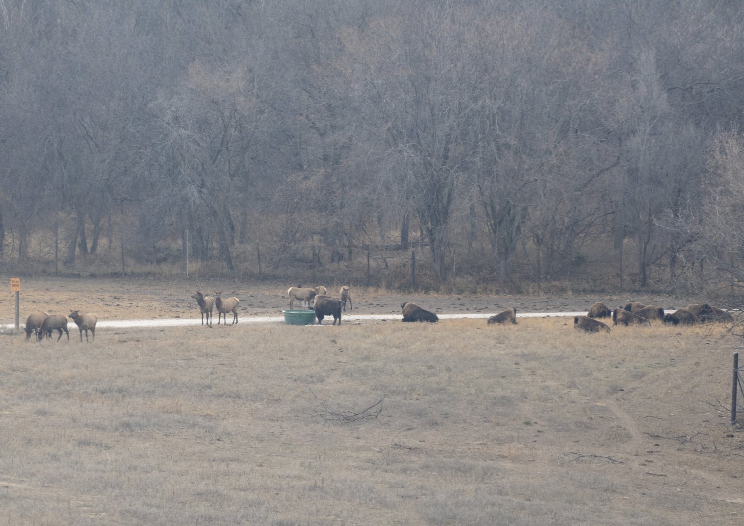 Bison and Elk