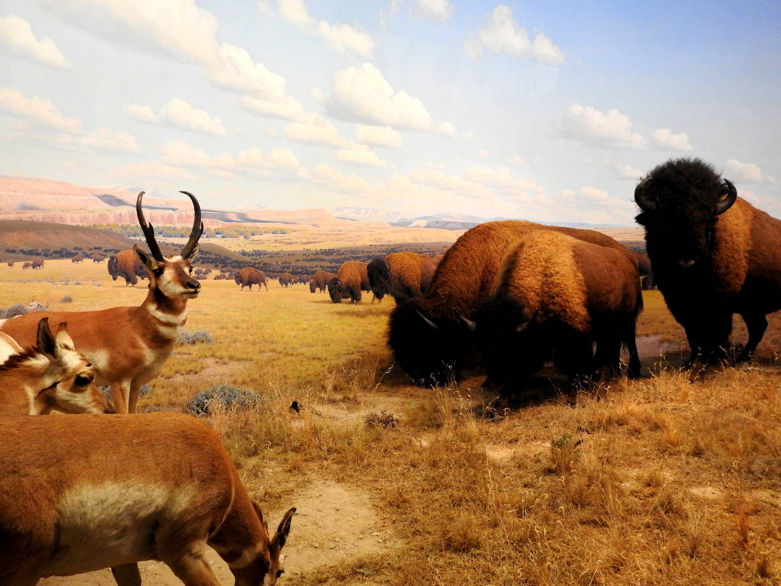 Bison and Pronghorn
