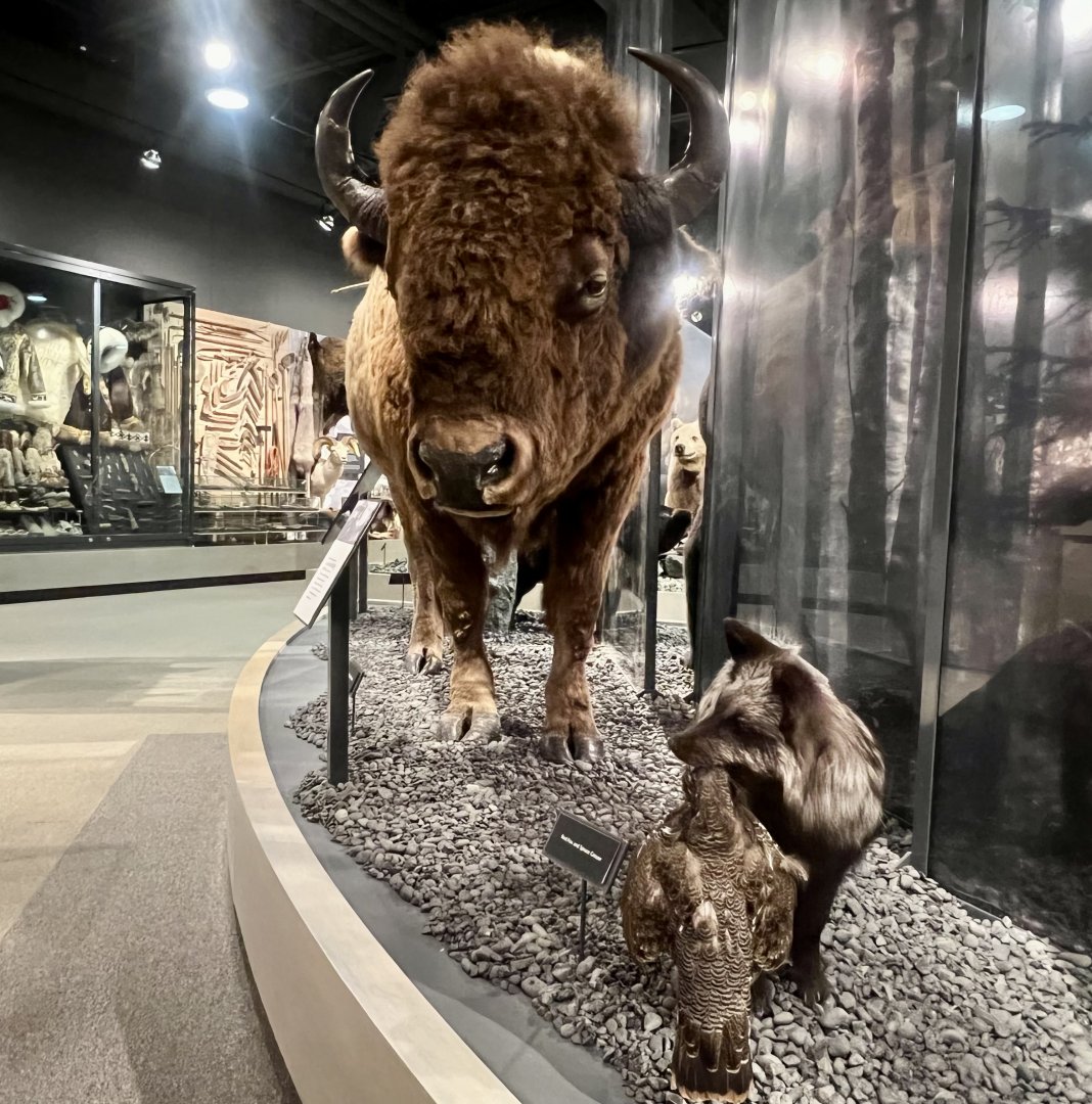 Bison and Red Fox - a different perspective