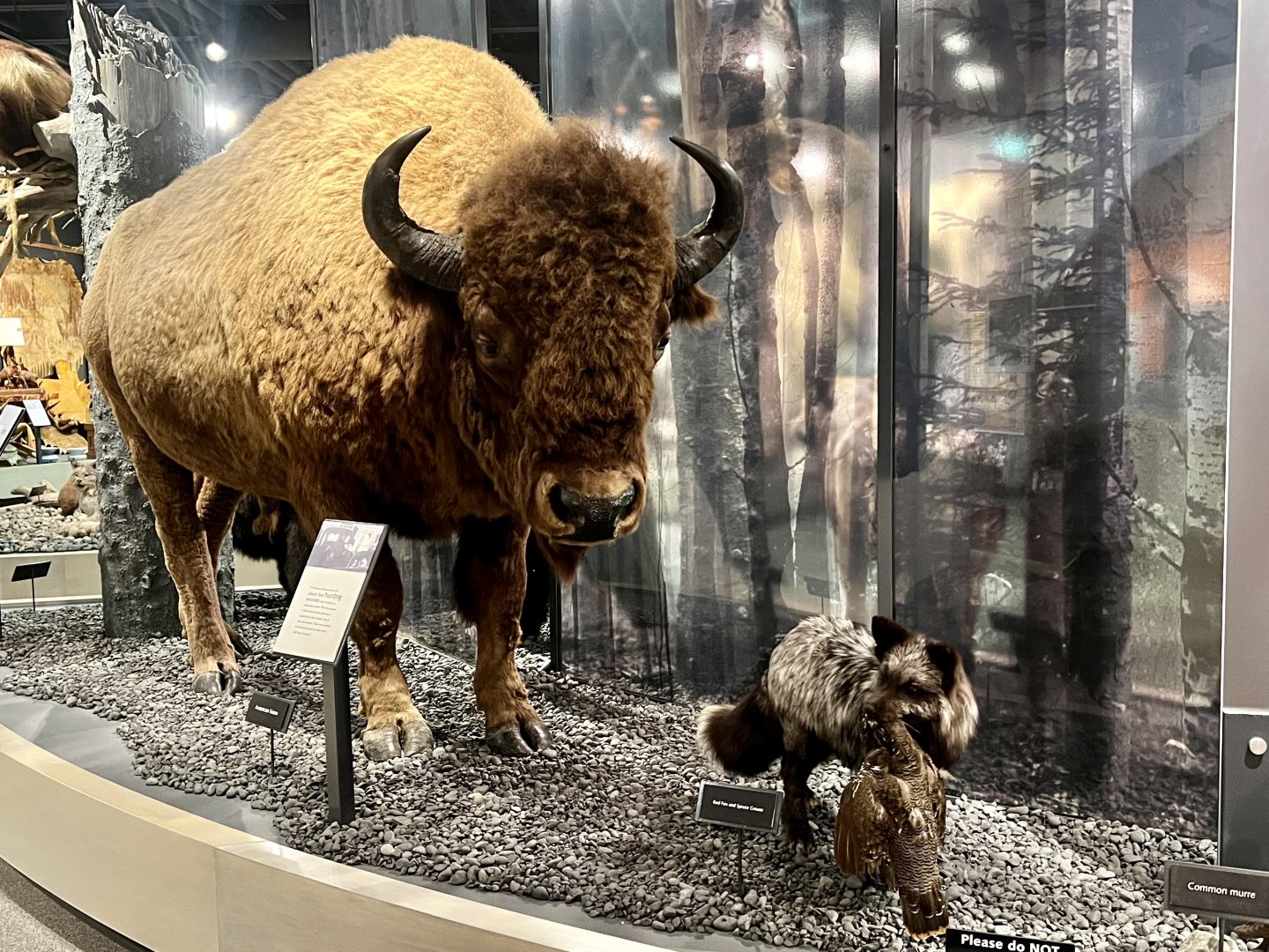 Bison and Red Fox display