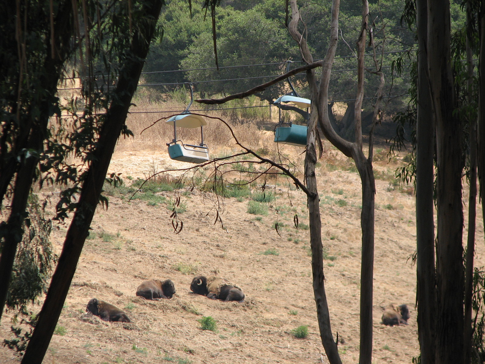 Bison and Tule Elk Exhibit