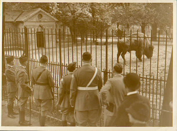 Bison and US Legionnaire