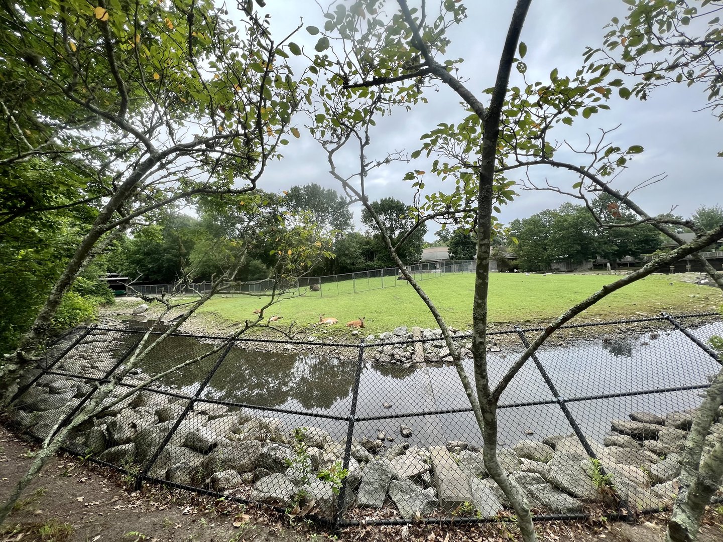 Bison and Whitetail Deer Exhibit