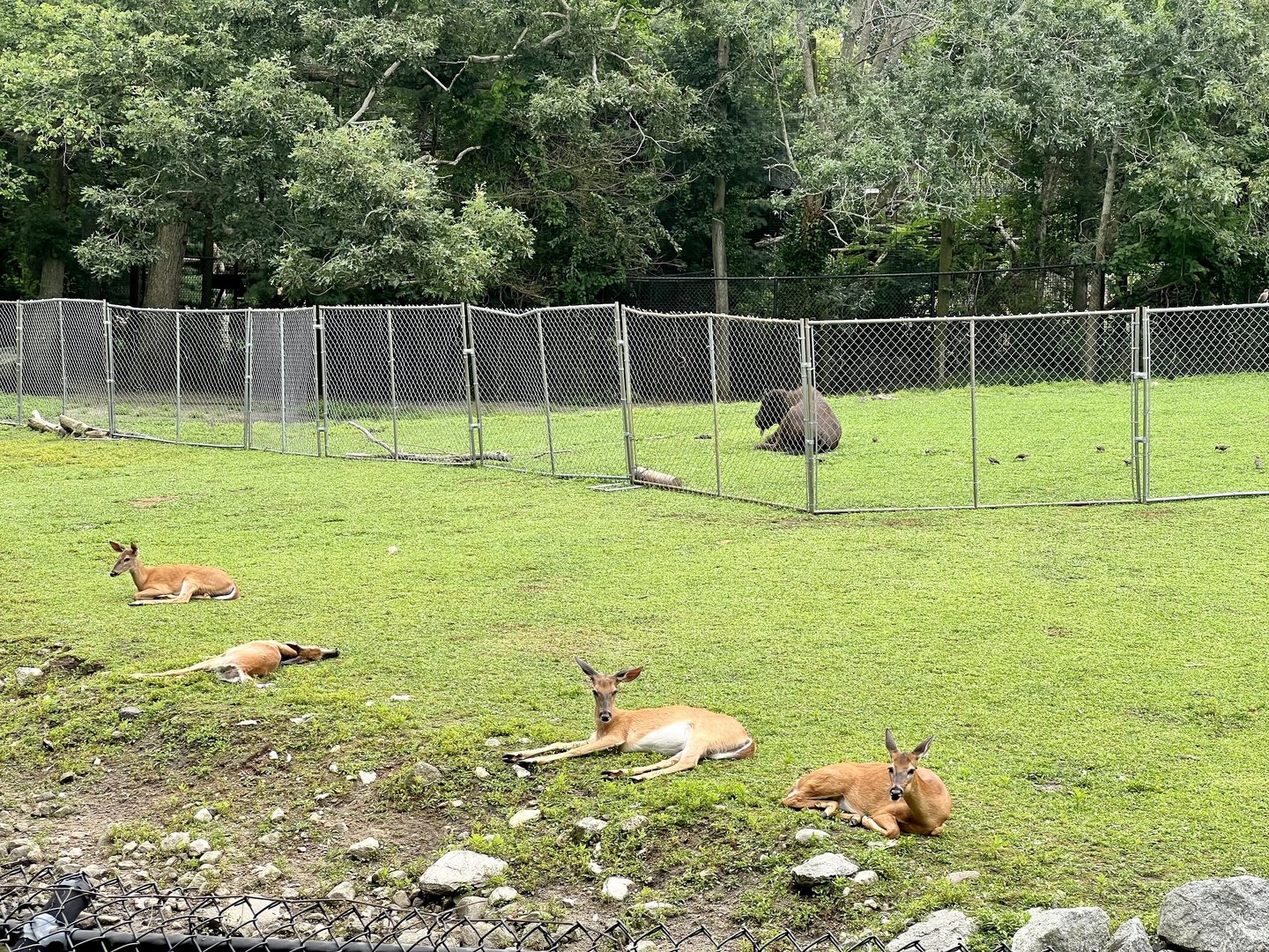 Bison and Whitetail Deer