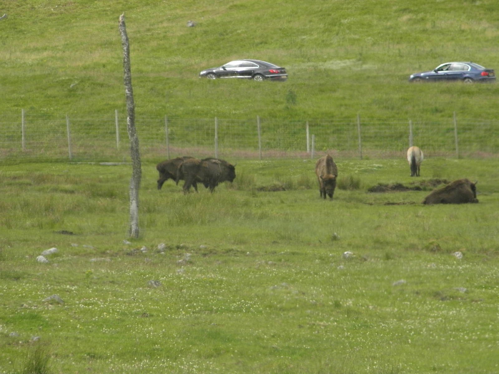 bison and wild horse