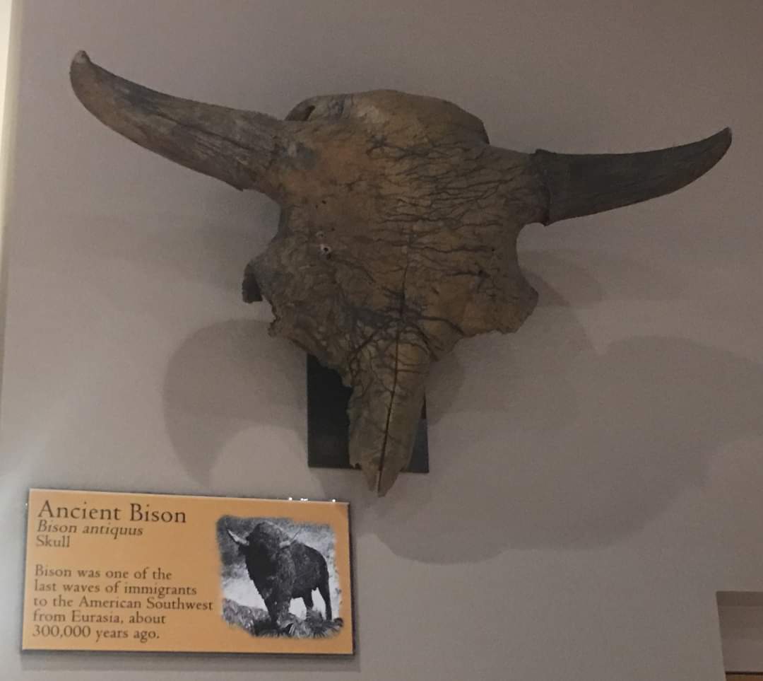Bison antiquus