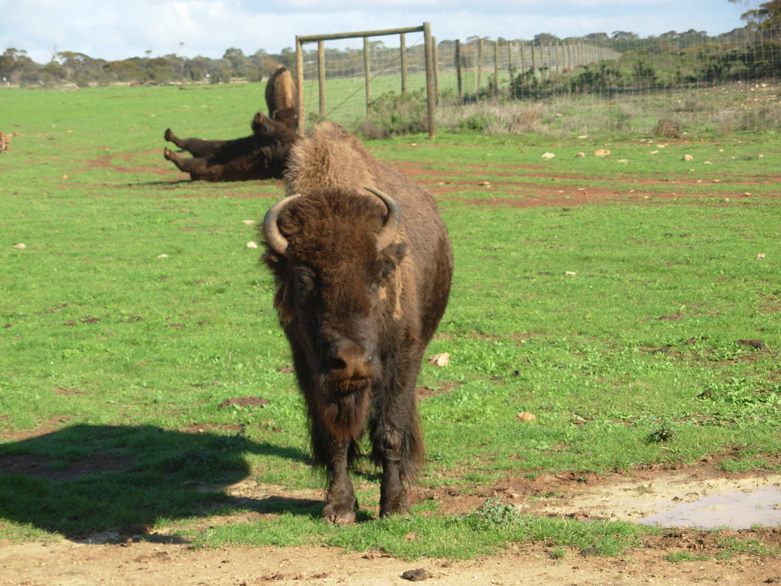 Bison at Monarto Zoo