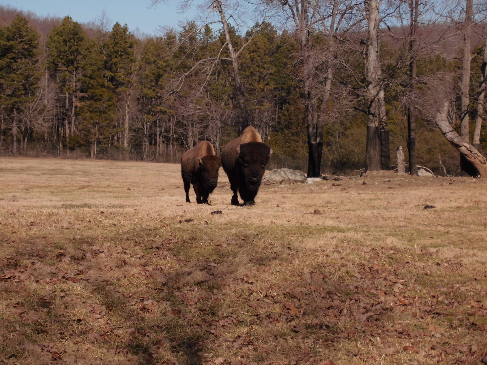 Bison at North Carolina zoo 2015-1-19