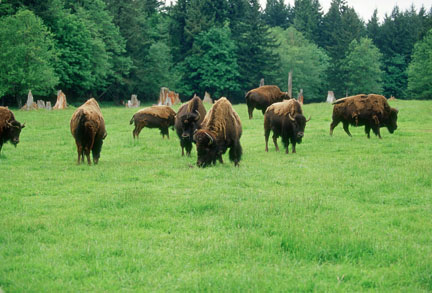 bison at Northwest Trek