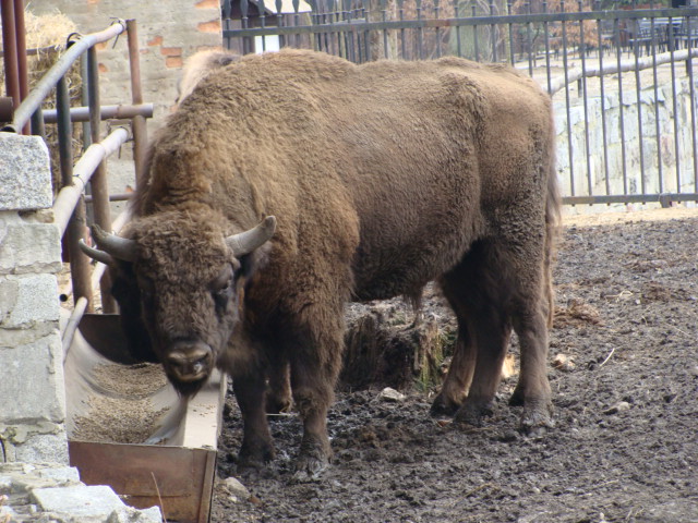 Bison bonasus bonasus