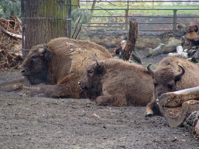 Bison bonasus bonasus
