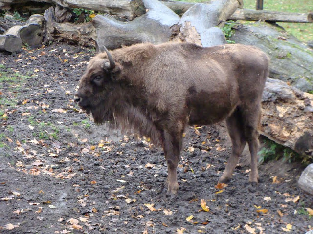 Bison bonasus bonasus